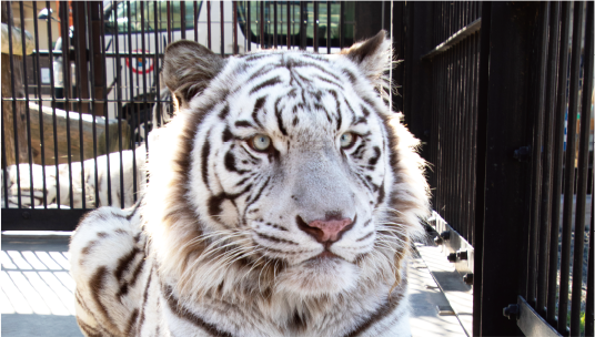 東武動物公園