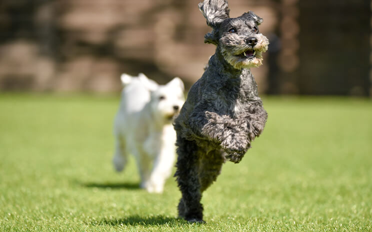 大切な愛犬も自由にのびのびと育ちます。